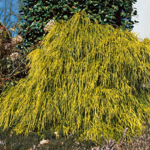 CHAMAECYPARIS  PISIFERA FILIFERA AUREA kont 2