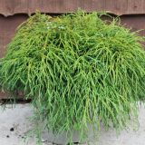 CHAMAECYPARIS PISIFERA FILIFERA NANA kont 2 - Cypruštek HRACHONOSNÝ FILIFERA NANA