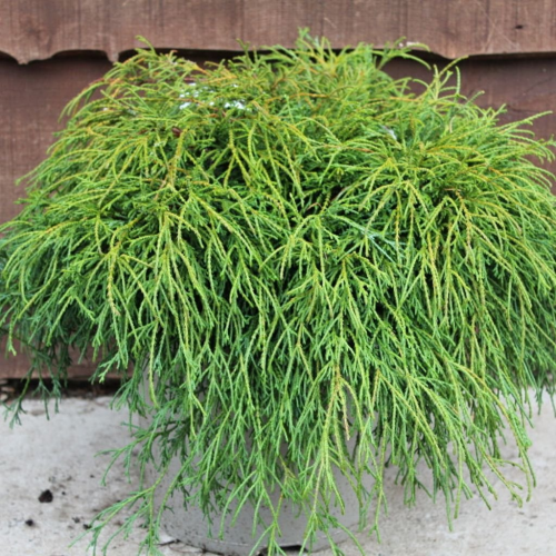 CHAMAECYPARIS PISIFERA FILIFERA NANA kont 2