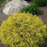 CHAMAECYPARIS PISIFERA GOLDEN MOP kont / 60-80 - Cypruštek HRACHONOSNÝ GOLDEN MOP