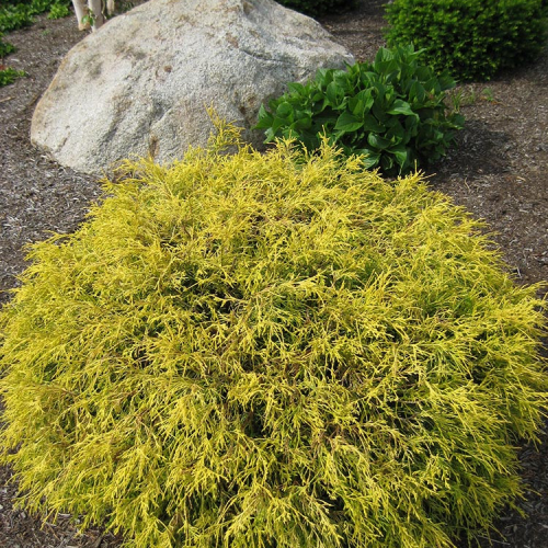 CHAMAECYPARIS PISIFERA GOLDEN MOP kont / 60-80