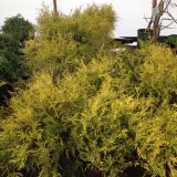 CHAMAECYPARIS PISIFERA PAUL´S ROCK kont 3 / 25+ - Cypruštek HRACHONOSNÝ PAUL´S ROCK