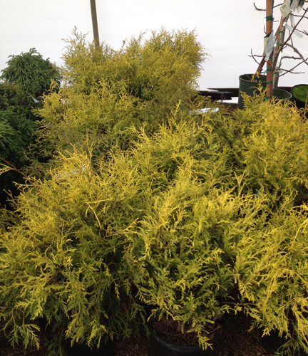 CHAMAECYPARIS PISIFERA PAUL´S ROCK kont 3 / 25+