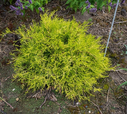 CHAMAECYPARIS PISIFERA SUNGOLD