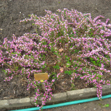 CHAMAECYTISUS PURPUREUS kont 2 / 30-40 - Zanoväť
