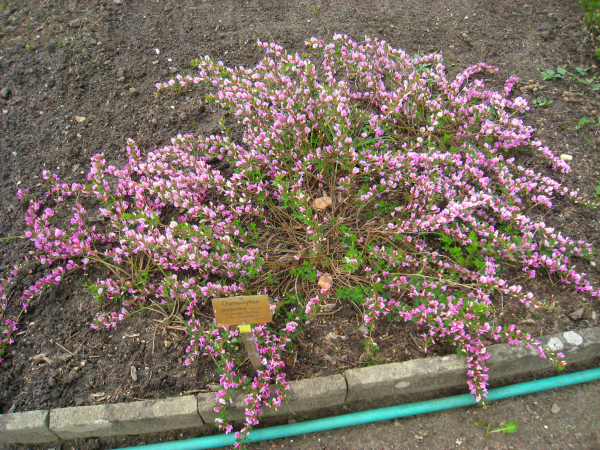 Chamaecytisus Purpureus Kont 2 / 30-40 - Zanoväť