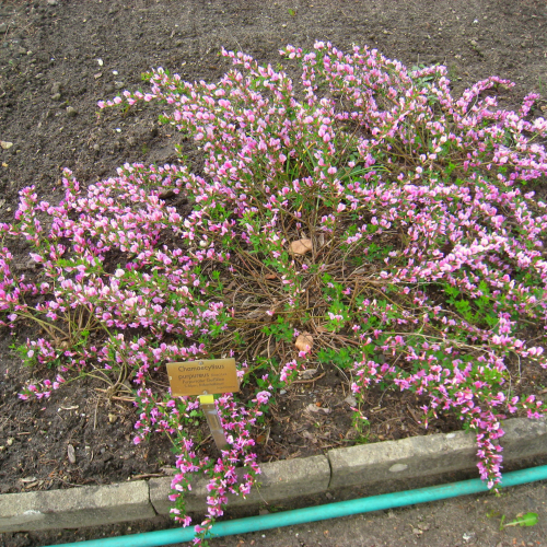 CHAMAECYTISUS PURPUREUS kont 2 / 30-40