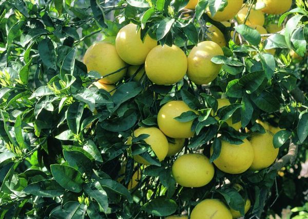 Citrus Paradisi - Grepfruit Kont 10 / 60-80 / Štvrťkmeň - Grepfruit