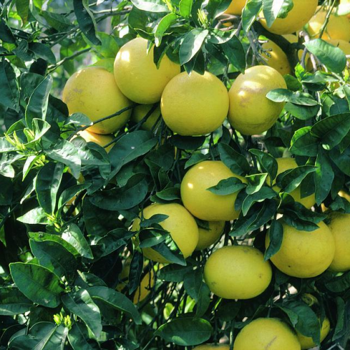 CITRUS PARADISI – Grepfruit kont 10 / 60-80 / štvrťkmeň