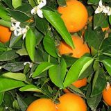 CITRUS SINENSIS  - Pomaranč - Pomaranč