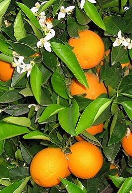 CITRUS SINENSIS  – Pomaranč