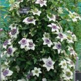 CLEMATIS FLORIDA SIEBOLDIANA kont  2 / 80+ - Plamienok FLORIDA SIEBOLDIANA