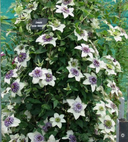 CLEMATIS FLORIDA SIEBOLDIANA kont  2 / 80+