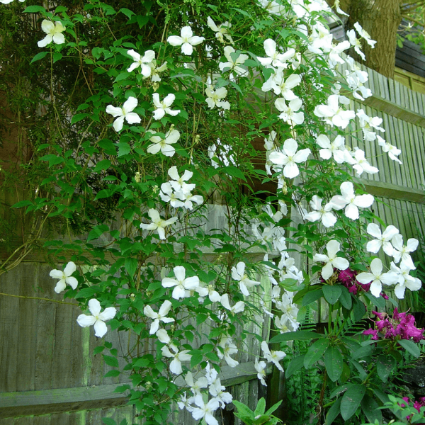 Clematis Montana Grandiflora Kont  2 / 50-60 / Vyviazaný - Plamienok Montana Grandiflora