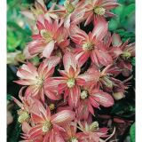 CLEMATIS MONTANA MARJORIE kont  2 / 50-60 / vyviazaný - Plamienok MONTANA MARJORIE