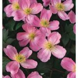 CLEMATIS MONTANA TETRAROSE kont  2 / 50-60 / vyviazaný - Plamienok MONTANA TETRAROSE