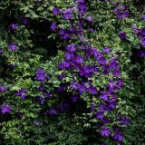 CLEMATIS POLISH SPIRIT kont 2 / 80-100 - Plamienok POLISH SPIRIT