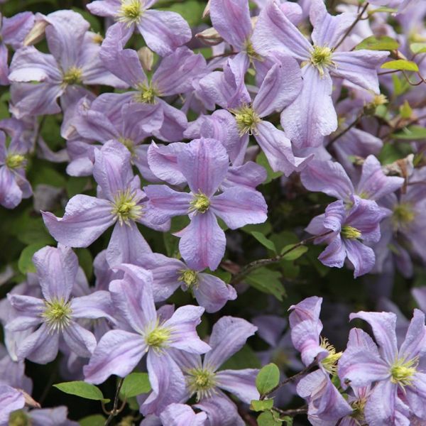 Clematis Prince Charles Kont 2 / 80-100 - Plamienok Prince Charles