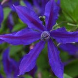 CLEMATIS RYUAN kont 2 / 80-100 - Plamienok RYUAN