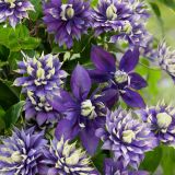 CLEMATIS TAIGA kont 2 / 80+ / vyviazaný - Plamienok TAIGA