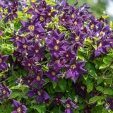 CLEMATIS (druhy) kont 2 / 50-60 - Plamienok
