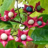 CLERODENDRUM TRICHOTOMUM kont 30 / 08-10 / štandard - Klerondrendron TRICHOTOMUM