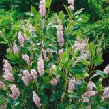 CLETHRA ALNIFOLIA PINK SPIRE kont 5 / 50-60 - Jochovec