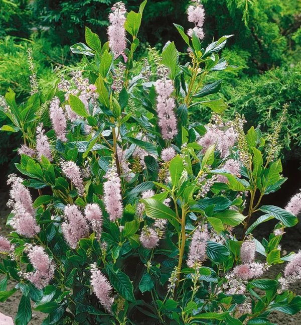 Clethra Alnifolia Pink Spire Kont 5 / 50-60 - Jochovec