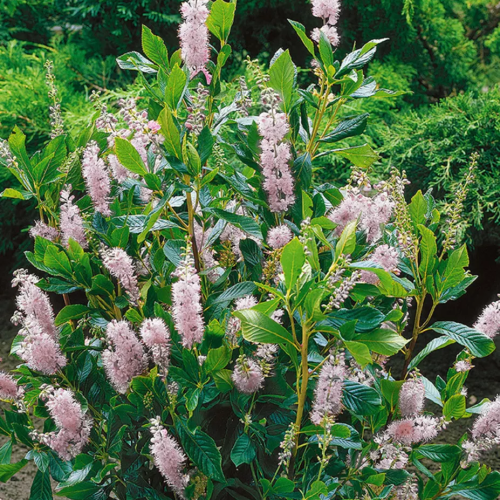 CLETHRA ALNIFOLIA PINK SPIRE kont 5 / 50-60