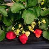 CONDIT MINERAL jahody a drobné ovocie 5 kg -