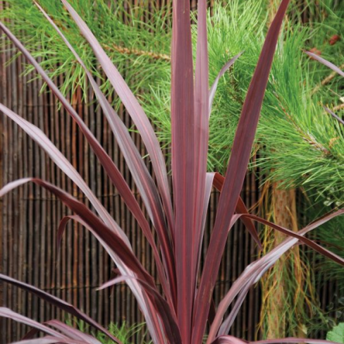 CORDYLINE AUSTRALIS BURGUNDY SPIRE kont 7-10