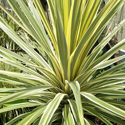 CORDYLINE AUSTRALIS TORBAY DAZZLER kont 7-10