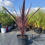 CORDYLINE AUSTRALIS RED STAR kont 7-10 - Juka ČERVENÁ RED STAR