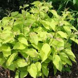 CORNUS ALBA AUREA kont 3