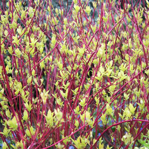 CORNUS ALBA BATON ROUGE ®