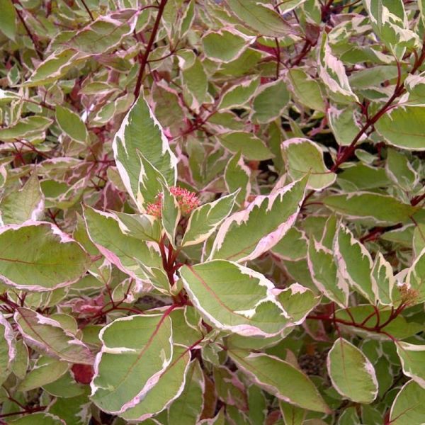 Cornus Alba Elegantissima - Drieň Biely Elegantissima