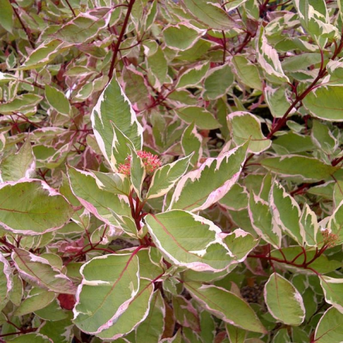 CORNUS ALBA ELEGANTISSIMA