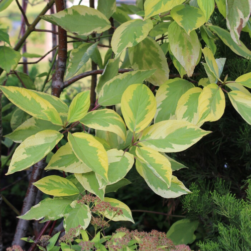 CORNUS ALBA GOUCHALTI kont 3 / 60-80