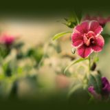 EXOCHORDA SERRATIFOLIA SNOW kont / 08-10 - Hroznovec SERRATIFOLIA SNOW