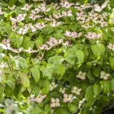 CORNUS BLOOMING PINK TETRA kont / 60-80 - Drieň BLOOMING PINK TETRA