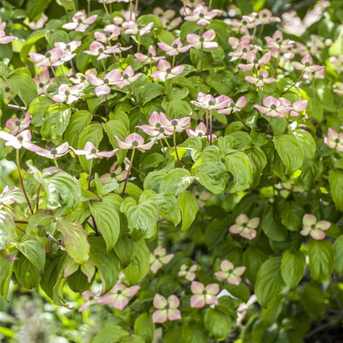 CORNUS BLOOMING PINK TETRA kont / 60-80