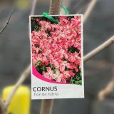 CORNUS FLORIDA RUBRA kont 25 / 150+ - Drieň FLORIDA RUBRA