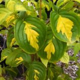 CORNUS KOUSA GOLDCUP kont / 60-100 - Drieň ČÍNSKY GOLDCUP