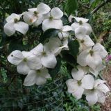 CORNUS KOUSA NATIONAL kont / 60-80 - Drieň ČÍNSKY NATIONAL