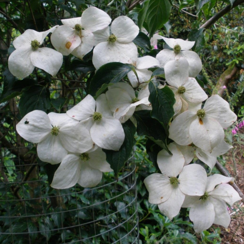 CORNUS KOUSA NATIONAL kont / 60-80