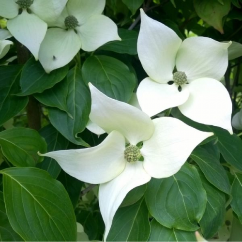 CORNUS KOUSA (druhy) kont 3 / 30-40