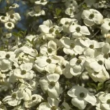CORNUS ORMONDE kont / 100-125 - Drieň ORMONDE