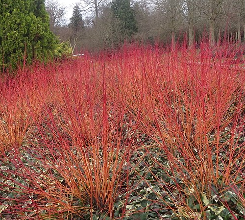 CORNUS SANGUINEA ANNY´S WINTER ORANGE kont 10