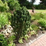 CORNUS SANGUINEA COMPRESA kont 2 / 40-60 - Drieň KRVAVÝ COMPRESA