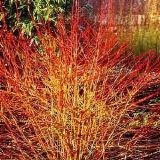CORNUS SANGUINEA MAGIC FLAME kont 7 / 40-50 - Drieň KRVAVÝ MAGIC FLAME